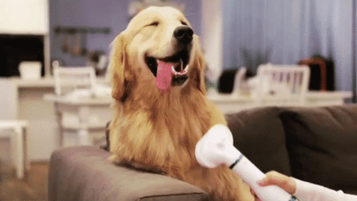 NUEVO CEPILLO SECADOR DE MASCOTA 2 EN 1 + GUIA DIGITAL CONSEJOS PARA PELAJE DE PERROS Y GATOS