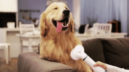 NUEVO CEPILLO SECADOR DE MASCOTA 2 EN 1 + GUIA DIGITAL CONSEJOS PARA PELAJE DE PERROS Y GATOS